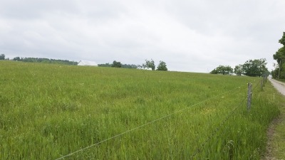 Field with hay growing