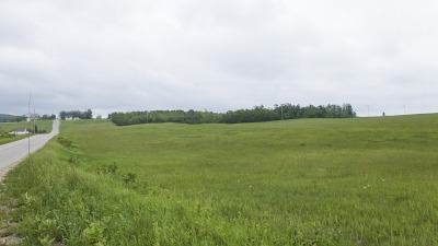 Field with hay growing