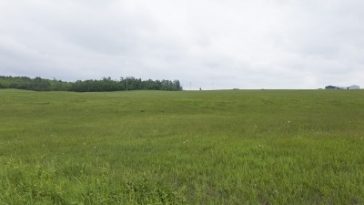 Field with hay growing