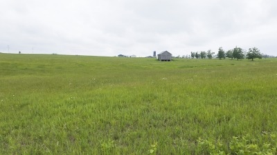 Field with hay growing