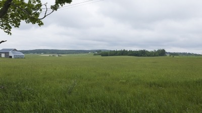 Field with hay growing