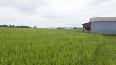 Field with hay growing