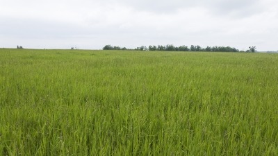 Field with hay growing