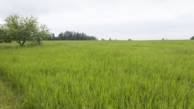 Field with hay growing