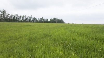 Field with hay growing