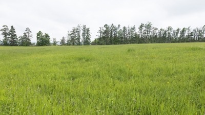 Field with hay growing