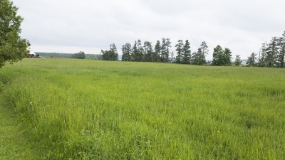 Field with hay growing