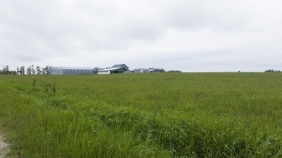 Field with hay growing