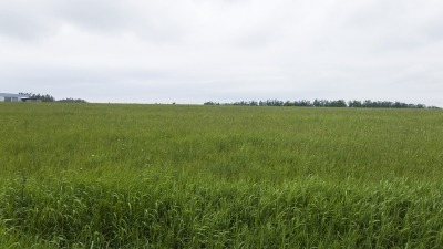 Field with hay growing
