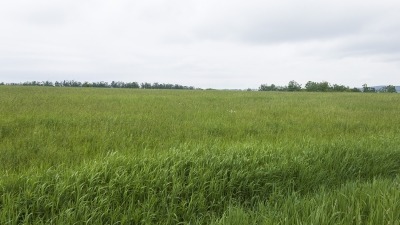 Field with hay growing