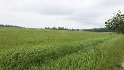 Field with hay growing