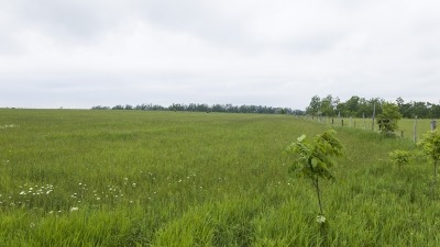 Field with hay growing