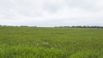 Field with hay growing