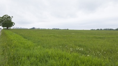 Field with hay growing