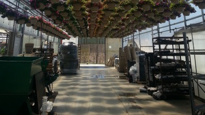 Hanging Baskets in Greenhouse
