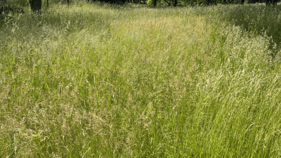 Field of grass