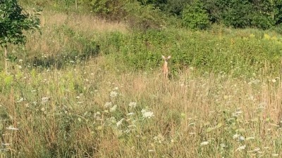 Pasture along the forest