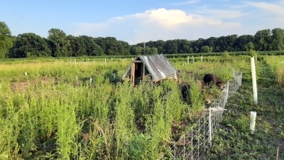 PIGS GRAZING IN ALLEY CROPPING SYSTEM