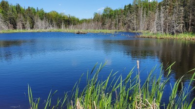 pond on the property